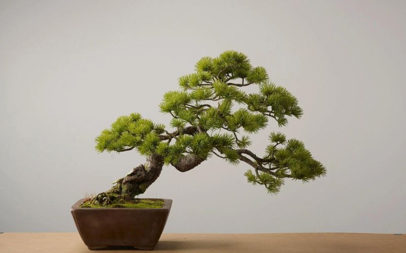 Cây bonsai