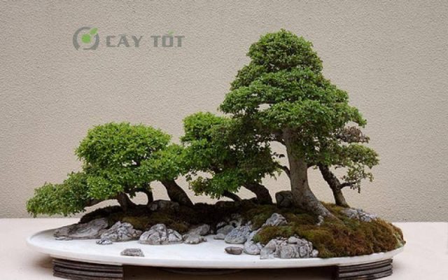 Giống Cây Bonsai