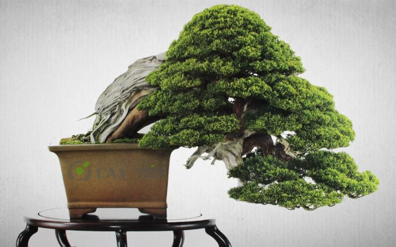 cây bonsai 