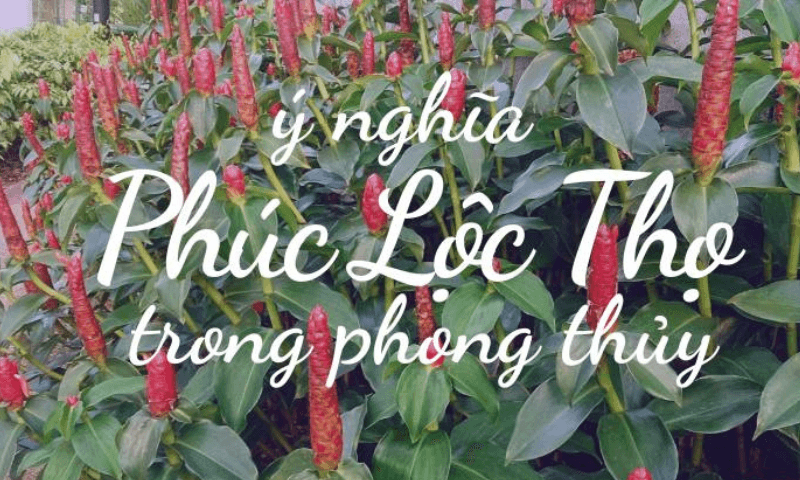 Cây phúc lộc thọ