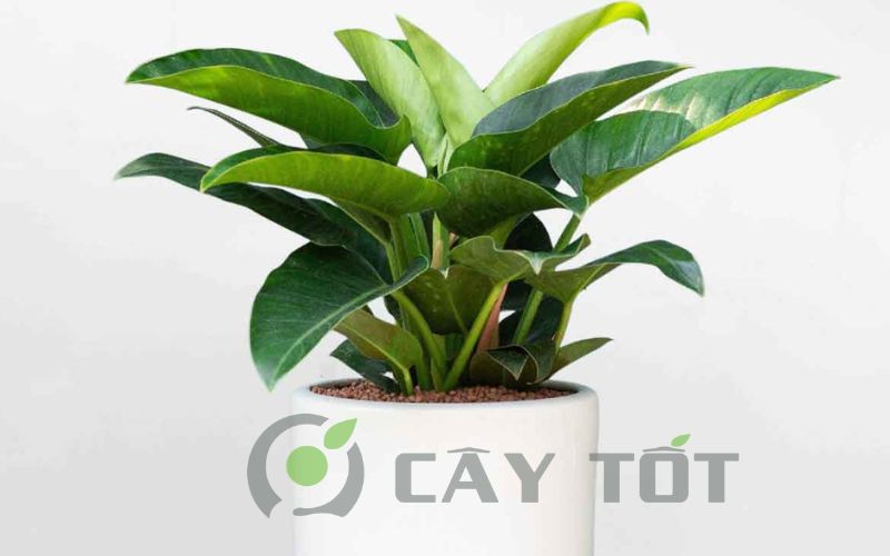 Cây trầu bà đế vương