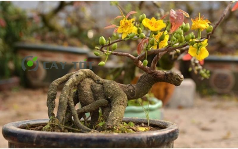 Cây mai bonsai