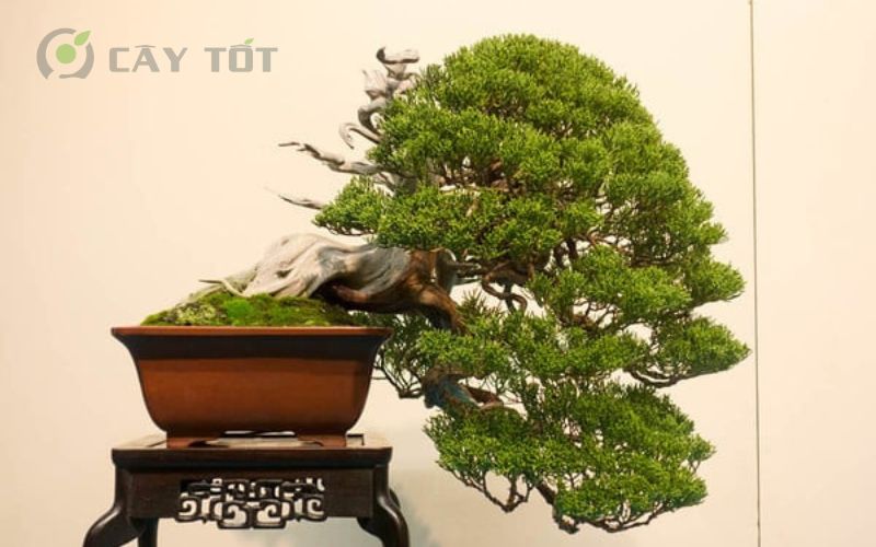 Cây kim sa tùng bonsai