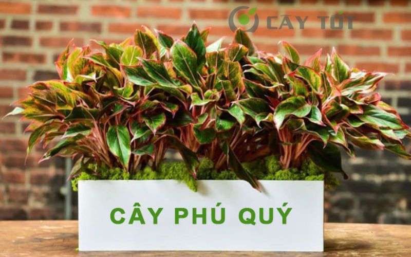 cây phú quý