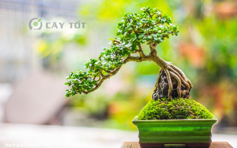 Thế cây cảnh đẹp