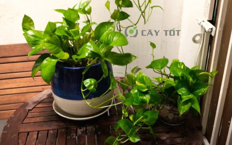 Cây trầu bà đế vương 