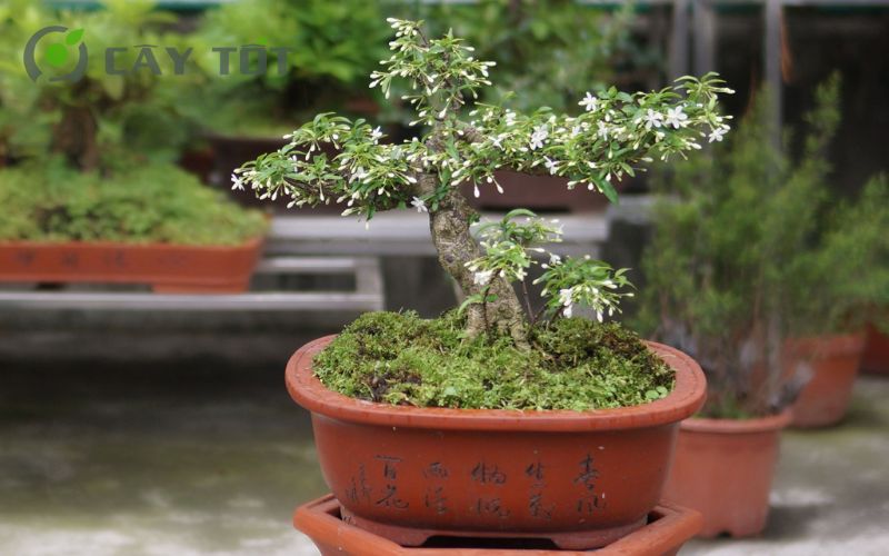 Cây hoa mai bonsai