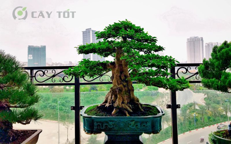 Cây bonsai