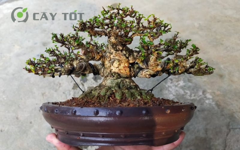 Cây hoa mai bonsai