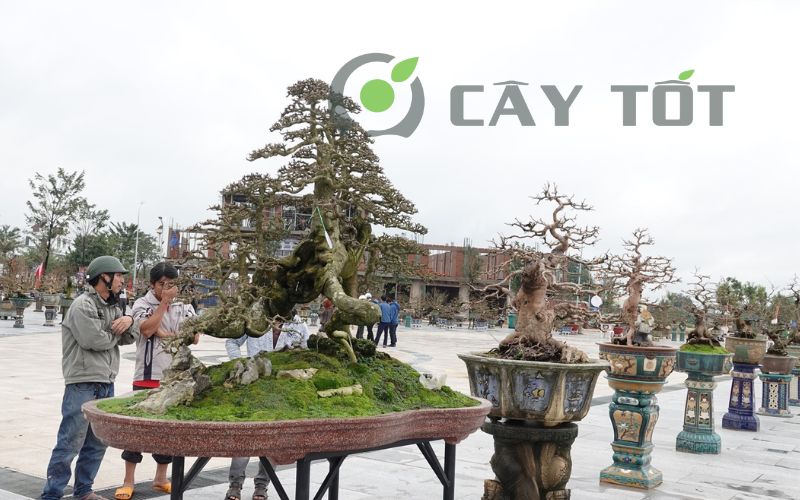 Bonsai từ nhà vườn Cây Tốt