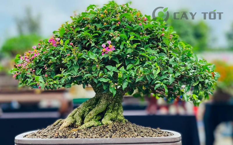 Cây hồng ngọc mai bonsai