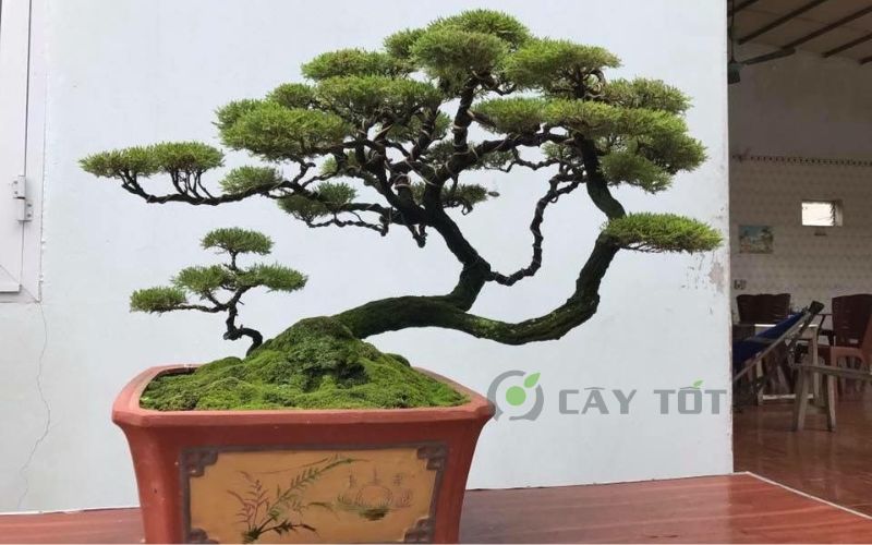 Cây kim sa tùng bonsai