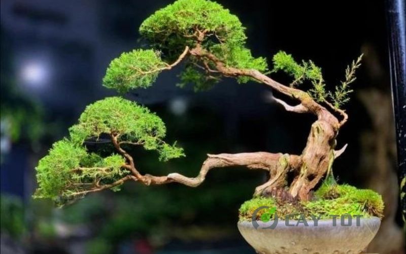 Cây kim sa tùng bonsai