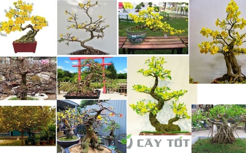 Các loại mai bonsai