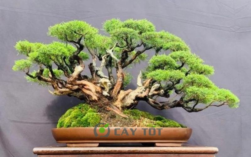 Cây kim sa tùng bonsai