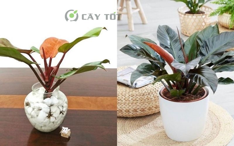 Cây trầu bà đế vương đỏ