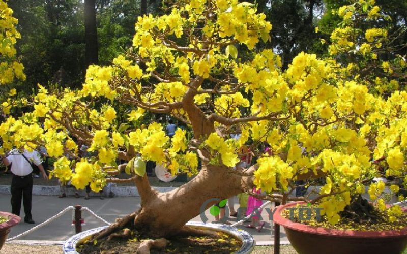 Cây mai đại lộc bonsai