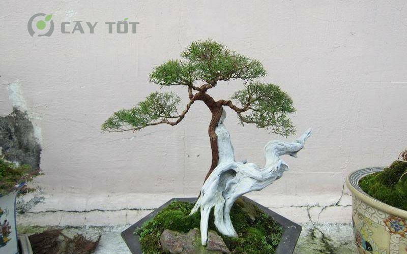 Cây kim sa tùng bonsai