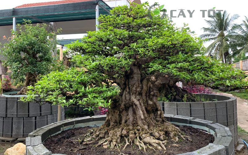 Mai chiếu thủy bonsai