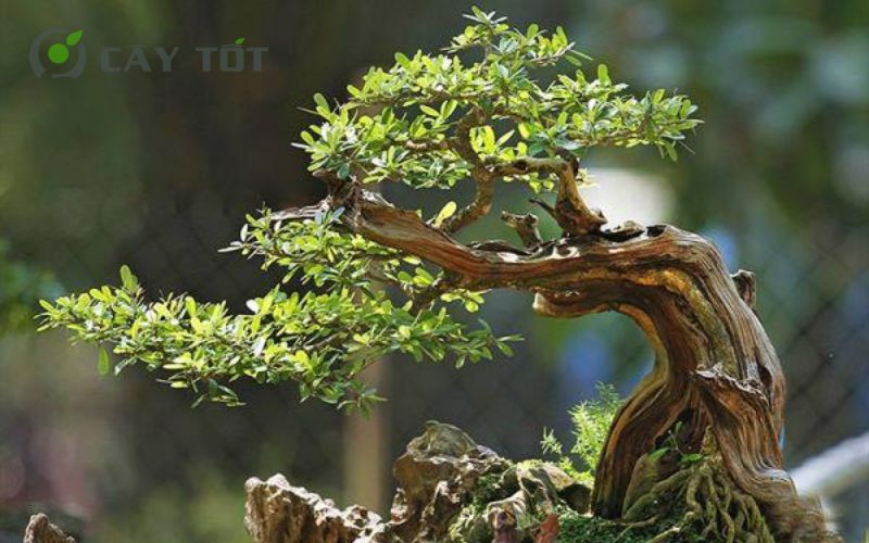 Cây kim sa tùng bonsai