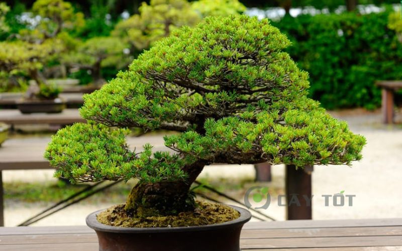 Cây tùng bonsai