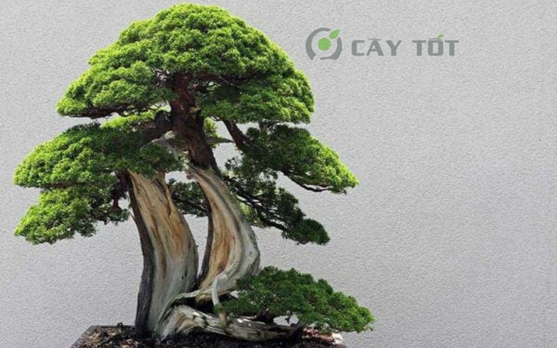 Cây kim sa tùng bonsai