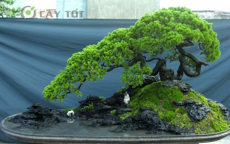 Cây tùng bonsai