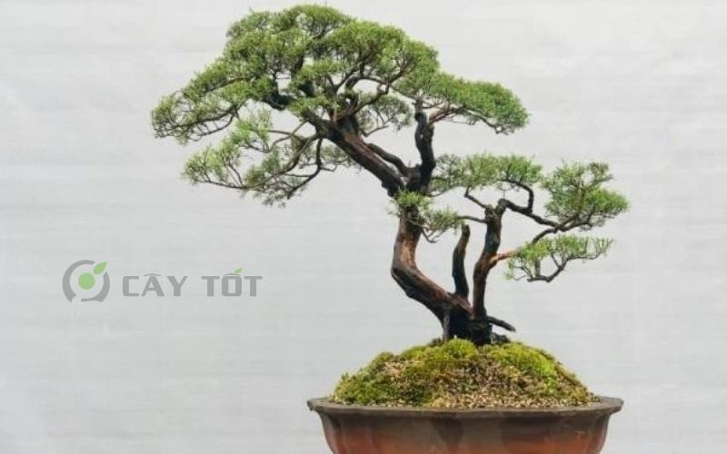 Cây kim sa tùng bonsai