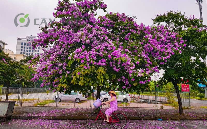 Cây bằng lăng nước