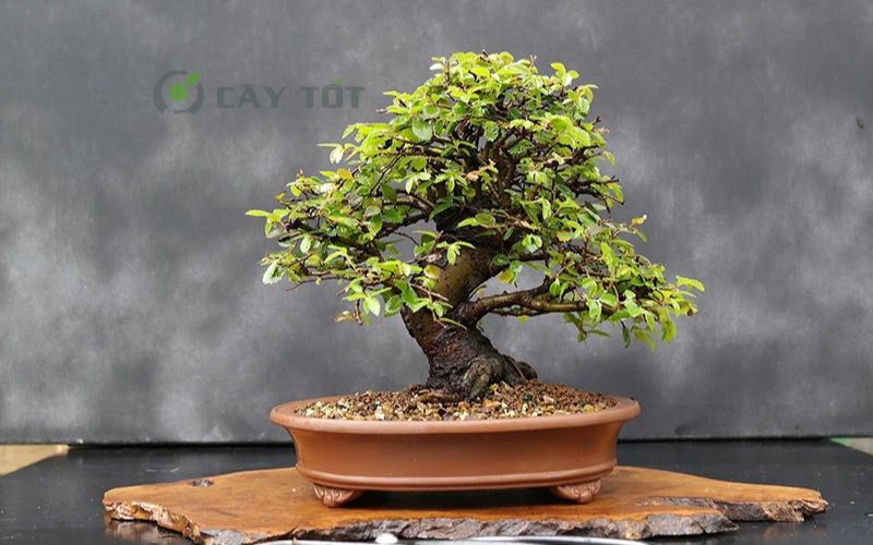 Cây Si Bonsai