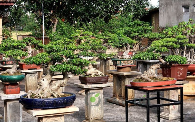 Vườn cây bonsai