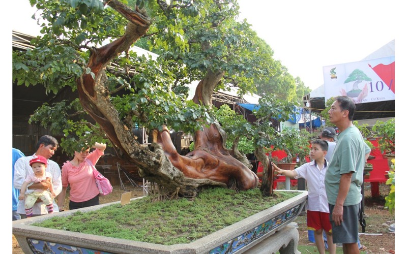 cay trac nghe