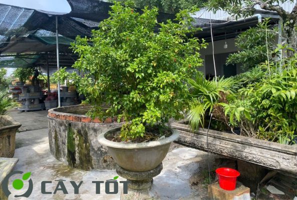 Cây nguyệt quế bonsai