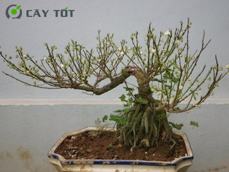 Nhất Chi Mai Bonsai