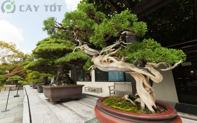 Cây bonsai