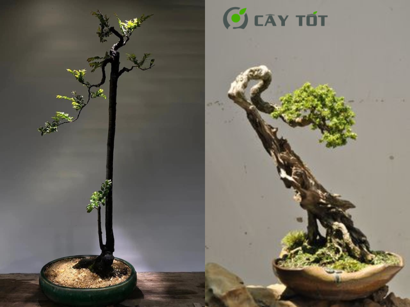 Bonsai Dáng Văn Nhân