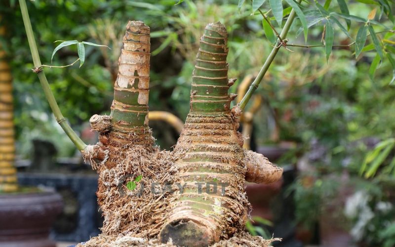 Gốc tre bonsai