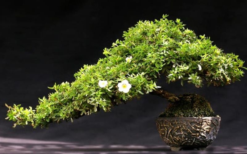 Bonsai thác đổ