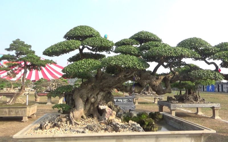 Duối bonsai