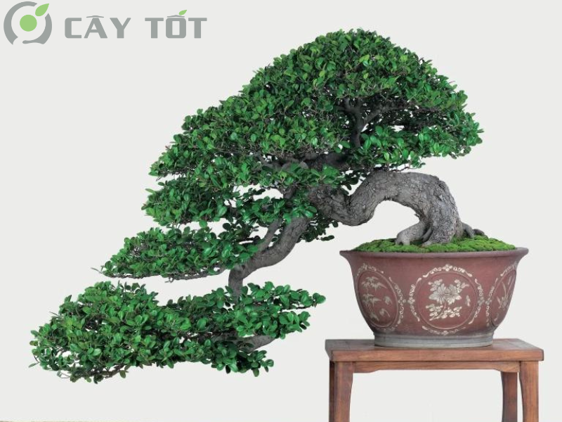 Bonsai Dáng Huyền
