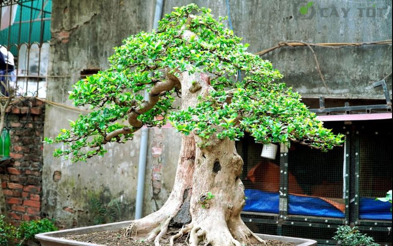 Cây Sam Hương bonsai