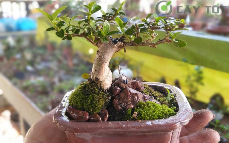 Nghệ thuật bonsai đẹp mắt