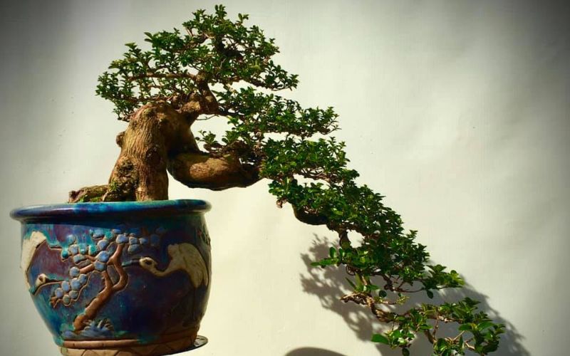 Sam hương bonsai dáng thác đổ