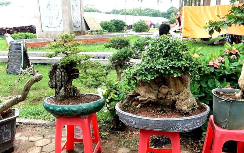 Duối bonsai