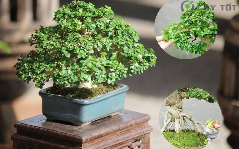 Cây Sam Hương bonsai