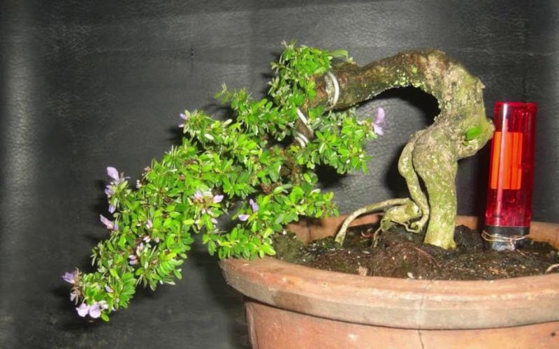 Bonsai dáng thác đổ