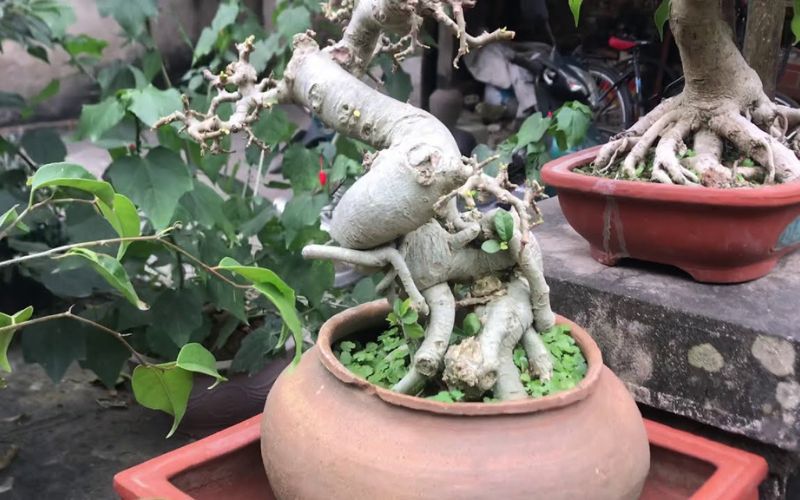 Duối bonsai