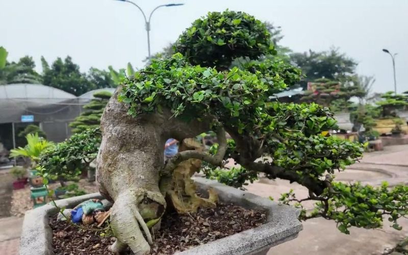 Duối bonsai