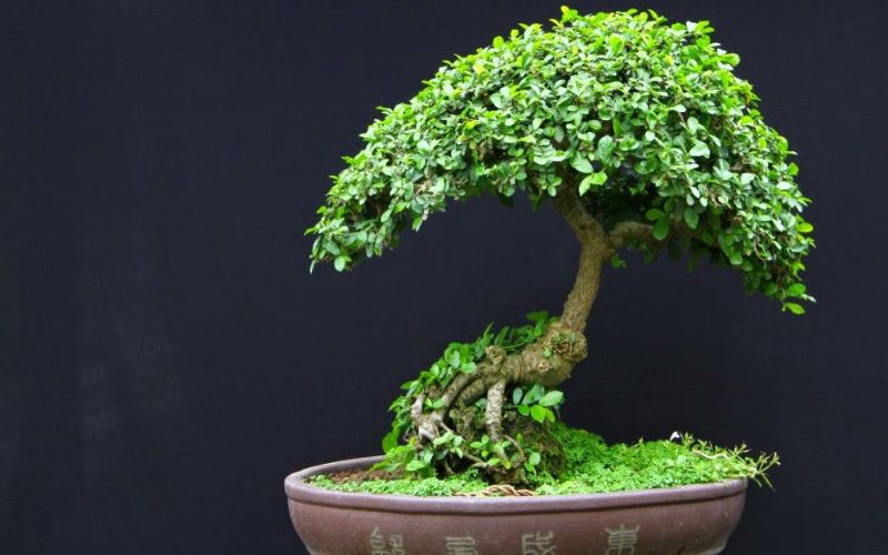 Duối bonsai