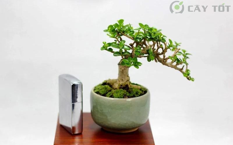 Cây Sam Hương bonsai